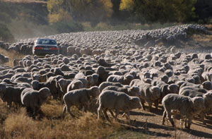 Sheep Mustering